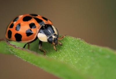 HARLEQUIN LADYBIRD